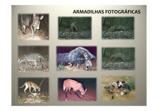 34
ARMADILHAS FOTOGRÁFICAS
 