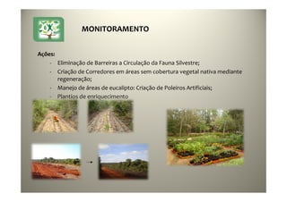 37
Ações:
- Eliminação de Barreiras a Circulação da Fauna Silvestre;
- Criação de Corredores em áreas sem cobertura vegetal nativa mediante
regeneração;
- Manejo de áreas de eucalipto: Criação de Poleiros Artificiais;
- Plantios de enriquecimento
MONITORAMENTO
 