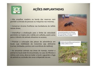 46
• Não empilhar madeira na borda das reservas nem
permitir a entrada de pessoas ou máquinas nas mesmas;
• Conservar árvores frutíferas nas bordaduras do talhão
nessas áreas;
• Intensificar a sinalização para o limite de velocidade
permitido no trajeto até o talhão em colheita, assim como
para o trânsito de animais silvestres no acesso;
• Priorizar a colocação das placas de advertência em
locais cuja visibilidade do motorista seja deficiente
(curvas, lombadas, pontos com ocorrência de neblina);
• Ao encontrar animais nas áreas de manejo, manter o
animal no local onde foi encontrado; no caso de filhotes e
ninhos com ovos, deve-se isolar o local e aguardar a fuga
do animal ou a eclosão dos ovos e dispersão da ave.
Ninho de ema (Rhea americana) em
talhão colhido na RCO
Tamanduá-bandeira com filhotes
(Myrmecophaga tridactyla ) saindo
de talhão de 3 anos na RNO
AÇÕES IMPLANTADAS
 