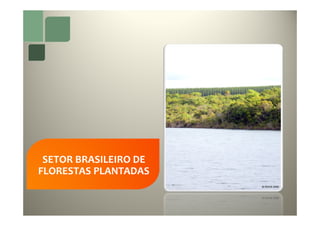SETOR BRASILEIRO DE
FLORESTAS PLANTADAS
 