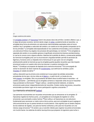 Imagen anatómica del cerebro.
La amígdala cerebral y el hipocampo fueron dos piezas clave del primitivo «cerebro olfativo» que, a
lo largo del proceso evolutivo, terminó dando origen al córtex y posteriormente al neocórtex. La
amígdala tiene forma de almendra con estructuras interconectadas asentadas sobre el tronco
cerebral, hay 2 amígdalas a cada lado del cerebro y la nuestra es la más grande comparada con la
de los primates.
9
La amígdala está especializada en las cuestiones emocionales y se la considera
una estructura límbica muy ligada a los procesos del aprendizaje y la memoria.
10
Si la amigdala es
separada del cerebro no es posible apreciar el significado emocional de diversos acontecimientos,
lo cual se le conoce como ceguera afectiva. Además de la pérdida de afecto y consecuente pérdida
de memoria la amígdala junto con la circunvolución cingulada también permite la secreción de
lágrimas y funciona como un depósito de la memoria por lo que quien vive sin amígdala
prácticamente pierde la memoria ya que la amígdala guarda aquellos recuerdos que más impacto
emocional tuvieron en nuestra vida como los traumas o nuestros momentos más
felices.
11
Constituye una especie de depósito de la memoria emocional.
12
Es la encargada de
activar la secreción de dosis masivas de noradrenalina, que estimula los sentidos y pone
alcerebro en estado de alerta.
13
LeDoux descubrió que la primera zona cerebral por la que pasan las señales sensoriales
procedentes de los ojos o de los oídos es el tálamo y, a partir de ahí y a través de una
sola sinapsis, la amígdala. Otra vía procedente del tálamo lleva la señal hasta el neocórtex —el
cerebro pensante—, permitiendo que la amígdala comience a responder antes de que el neocórtex
haya ponderado la información.
14
Según LeDoux: «anatómicamente hablando, el sistema
emocional puede actuar independientemente del neocórtex. Existen ciertas reacciones y recuerdos
emocionales que tienen lugar sin la menor participación cognitiva consciente».
15
La memoria emocional [editar]
Las opiniones inconscientes son recuerdos emocionales que se almacenan en la amígdala. El
hipocampo registra los hechos puros, y la amígdala es la encargada de registrar el «clima
emocional» que acompaña a estos hechos.
16
Para LeDoux «el hipocampo es una estructura
fundamental para reconocer un rostro como el de su prima, pero es la amígdala la que le agrega el
clima emocional de que no parece tenerla en mucha estima». Esto significa que el cerebro dispone
de dos sistemas de registro, uno para los hechos ordinarios y otro para los recuerdos con una
intensa carga emocional.
17
El cerebro usa un sencillo método para registrar recuerdos emocionales
con mucha fuerza: los sistemas de alerta neuroquímica que preparan al organismo para luchar o
 