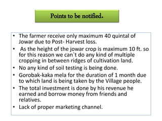 Points to be notified.
• The farmer receive only maximum 40 quintal of
Jowar due to Post- Harvest loss.
• As the height of the jowar crop is maximum 10 ft. so
for this reason we can`t do any kind of multiple
cropping in between ridges of cultivation land.
• No any kind of soil testing is being done.
• Gorobak-kaka mela for the duration of 1 month due
to which land is being taken by the Village people.
• The total investment is done by his revenue he
earned and borrow money from friends and
relatives.
• Lack of proper marketing channel.
 
