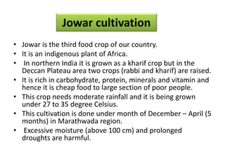 Jowar cultivation
• Jowar is the third food crop of our country.
• It is an indigenous plant of Africa.
• In northern India it is grown as a kharif crop but in the
Deccan Plateau area two crops (rabbi and kharif) are raised.
• It is rich in carbohydrate, protein, minerals and vitamin and
hence it is cheap food to large section of poor people.
• This crop needs moderate rainfall and it is being grown
under 27 to 35 degree Celsius.
• This cultivation is done under month of December – April (5
months) in Marathwada region.
• Excessive moisture (above 100 cm) and prolonged
droughts are harmful.
 