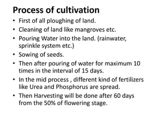 Process of cultivation
• First of all ploughing of land.
• Cleaning of land like mangroves etc.
• Pouring Water into the land. (rainwater,
sprinkle system etc.)
• Sowing of seeds.
• Then after pouring of water for maximum 10
times in the interval of 15 days.
• In the mid process , different kind of fertilizers
like Urea and Phosphorus are spread.
• Then Harvesting will be done after 60 days
from the 50% of flowering stage.
 