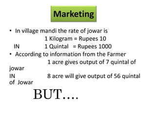 Marketing
• In village mandi the rate of jowar is
1 Kilogram = Rupees 10
IN 1 Quintal = Rupees 1000
• According to information from the Farmer
1 acre gives output of 7 quintal of
jowar
IN 8 acre will give output of 56 quintal
of Jowar
BUT….
 