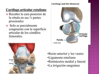 Cartílago articular rotuliano
 Recubre la cara posterior de
  la rótula en sus ¾ partes
  proximales
 Solo es parcialmen...