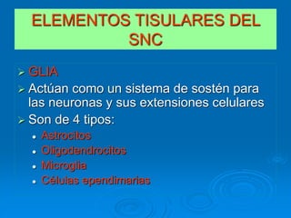 GLIA
 Actúan como un sistema de sostén para
las neuronas y sus extensiones celulares
 Son de 4 tipos:
 Astrocitos
 Oligodendrocitos
 Microglia
 Células ependimarias
ELEMENTOS TISULARES DEL
SNC
 