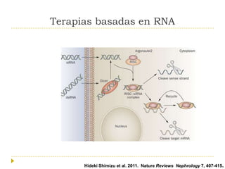 Terapias basadas en RNA

Hideki Shimizu et al. 2011. Nature Reviews Nephrology 7, 407-415.

 