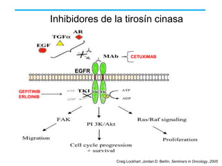 Inhibidores de la tirosín cinasa

CETUXIMAB

EGFR

GEFITINIB
ERLOINIB

Craig Lockhart ,Jordan D. Berlín, Seminars in Oncology ,2005

 
