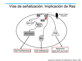 Vías de señalización: Implicación de Ras

Leevers SJ, Paterson HF & Marshall CJ. Nature, 1994.

 