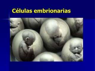 Células embrionarias 