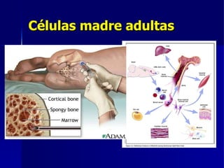 Células madre adultas 