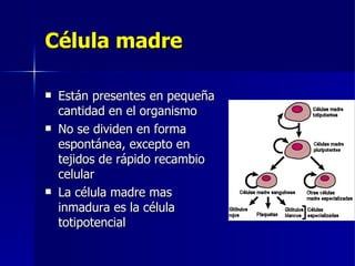 Célula madre Están presentes en pequeña cantidad en el organismo No se dividen en forma espontánea, excepto en tejidos de rápido recambio celular La célula madre mas inmadura es la célula totipotencial 