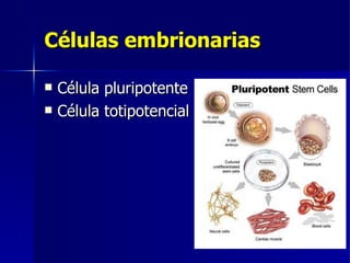 Células embrionarias Célula pluripotente Célula totipotencial 