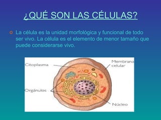 ¿QUÉ SON LAS CÉLULAS?
o La célula es la unidad morfológica y funcional de todo
ser vivo. La célula es el elemento de menor tamaño que
puede considerarse vivo.

 
