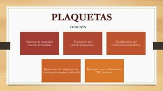 PLAQUETAS
FUNCIÓN
Mantener la integridad
vascular-hemostasia
Formación del
tromboplaquetario.
Estabilización del
tromboformandofibrina.
Retracción del coágulopor la
trombosteninaparacerrarherida
Participar en pr. inflamatorios
(ST, enzimas)
 