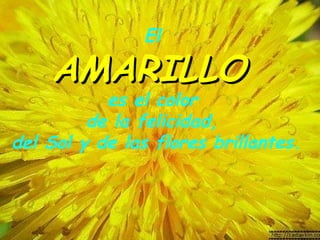 El  AMARILLO   es el color  de la felicidad,  del Sol y de las flores   brillantes.  