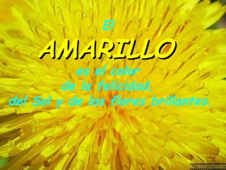 El
AMARILLOAMARILLO
es el color
de la felicidad, 
del Sol y de las flores brillantes.
 