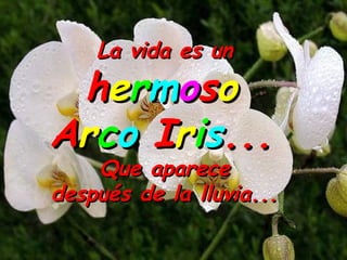 La vida es unLa vida es un
hheerrmmoossoo
AArrccoo IIrriiss......
Que apareceQue aparece
después de la lluvia...después de la lluvia...
 