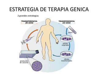 ESTRATEGIA DE TERAPIA GENICA
2 grandes estrategias