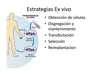 Estrategias Ex vivo
       • Obtención de células
       • Disgregación y
         mantenimiento
       • Transfectación
       • Selección
       • Reimplantacion
 