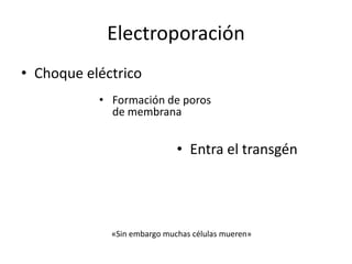 Electroporación
• Choque eléctrico
           • Formación de poros
             de membrana


                             • Entra el transgén




             «Sin embargo muchas células mueren»
 