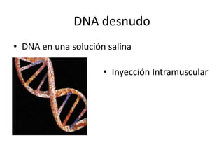 DNA desnudo
• DNA en una solución salina

                     • Inyección Intramuscular
 