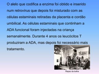O alelo que codifica a enzima foi obtido e inserido
num retrovírus que depois foi misturado com as
células estaminais retiradas da placenta e cordão
umbilical. As células estaminais que continham a
ADA funcional foram injectadas na criança
semanalmente. Durante 4 anos os leucócitos T
produziram a ADA, mas depois foi necessário mais
tratamento.
Rapaz da bolha
 