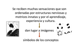 Se reciben muchas sensaciones que son ordenadas por estructuras nerviosas y motrices innatas y por el aprendizaje, experiencia y cultura. dan lugar a imágenes símbolos de los conceptos 