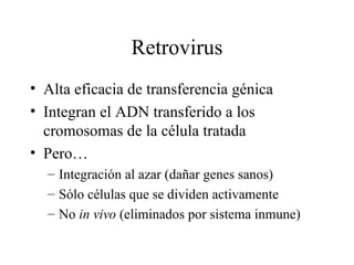 Retrovirus Alta eficacia de transferencia génica Integran el ADN transferido a los cromosomas de la célula tratada Pero… Integración al azar (dañar genes sanos) Sólo células que se dividen activamente No  in vivo  (eliminados por sistema inmune) 