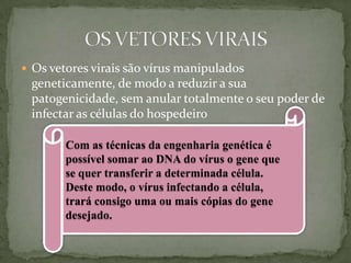  Os vetores virais são vírus manipulados
 geneticamente, de modo a reduzir a sua
 patogenicidade, sem anular totalmente o seu poder de
 infectar as células do hospedeiro

        Com as técnicas da engenharia genética é
        possível somar ao DNA do vírus o gene que
        se quer transferir a determinada célula.
        Deste modo, o vírus infectando a célula,
        trará consigo uma ou mais cópias do gene
        desejado.
 