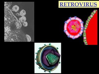 RETROVIRUS
 