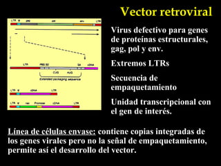 Vector retroviral
                           Virus defectivo para genes
                           de proteínas estructurales,
                           gag, pol y env.
                           Extremos LTRs
                           Secuencia de
                           empaquetamiento
                           Unidad transcripcional con
                           el gen de interés.

Línea de células envase: contiene copias integradas de
los genes virales pero no la señal de empaquetamiento,
permite así el desarrollo del vector.
 