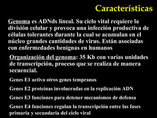 Características
Genoma es ADNds lineal. Su ciclo vital requiere la
división celular y provoca una infección productiva de
células tolerantes durante la cual se acumulan en el
núcleo grandes cantidades de virus. Están asociadas
con enfermedades benignas en humanos
Organización del genoma: 35 Kb con varias unidades
de transcripción, proceso que se realiza de manera
secuencial.
Genes E1 activa otros genes tempranos
Genes E2 proteínas involucradas en la replicación ADN
Genes E3 funciones para detener mecanismos de defensa
Genes E4 funciones regulan la transcripción entre las fases
primaria y secundaria del ciclo viral
 