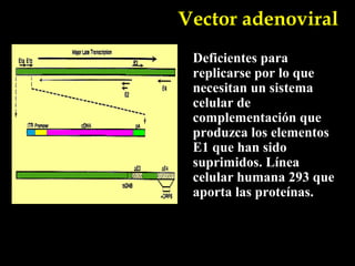 Vector adenoviral
 Deficientes para
 replicarse por lo que
 necesitan un sistema
 celular de
 complementación que
 produzca los elementos
 E1 que han sido
 suprimidos. Línea
 celular humana 293 que
 aporta las proteínas.
 