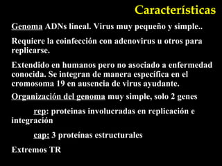 Características
Genoma ADNs lineal. Virus muy pequeño y simple..
Requiere la coinfección con adenovirus u otros para
replicarse.
Extendido en humanos pero no asociado a enfermedad
conocida. Se integran de manera específica en el
cromosoma 19 en ausencia de virus ayudante.
Organización del genoma muy simple, solo 2 genes
      rep: proteinas involucradas en replicación e
integración
      cap: 3 proteínas estructurales
Extremos TR
 