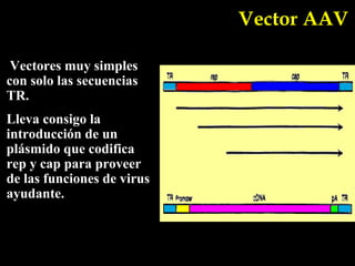 Vector AAV

 Vectores muy simples
con solo las secuencias
TR.
Lleva consigo la
introducción de un
plásmido que codifica
rep y cap para proveer
de las funciones de virus
ayudante.
 