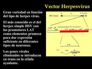 Vector Herpesvirus
Gran variedad en función
del tipo de herpes virus.
El más conocido es el del
herpes simple HSV con
los promotores LAT
como elementos promesa
para dar expresión
suficiente en diferentes
tipos de neuronas.
Los genes virales
eliminados se introducen
en trans en la célula
ayudante.
 