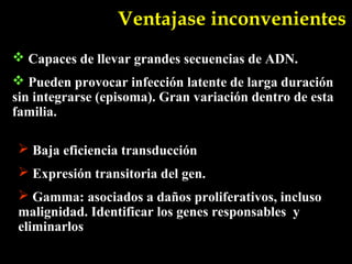 Ventajase inconvenientes
 Capaces de llevar grandes secuencias de ADN.
 Pueden provocar infección latente de larga duración
sin integrarse (episoma). Gran variación dentro de esta
familia.

  Baja eficiencia transducción
  Expresión transitoria del gen.
  Gamma: asociados a daños proliferativos, incluso
 malignidad. Identificar los genes responsables y
 eliminarlos
 