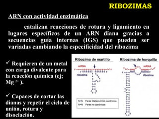 RIBOZIMAS
 ARN con actividad enzimática
       catalizan reacciones de rotura y ligamiento en
 lugares específicos de un ARN diana gracias a
 secuencias guía internas (IGS) que pueden ser
 variadas cambiando la especificidad del ribozima

 Requieren de un metal
con carga divalente para
la reacción química (ej;
Mg 2+ ).

 Capaces de cortar las
dianas y repetir el ciclo de
unión, rotura y
disociación.
 