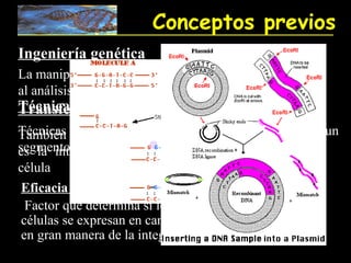 Conceptos previos
Ingeniería genética
La manipulación de la información genética, con miras
al análisis genético o al mejoramiento de una especie.
Técnica de ADN recombinante
Transferencia génica
Técnicas de genética molecular que permiten intercalar un
También conocido como Transducción ó tranfección:
segmento de ADN extraño en un ADN receptor. una
es la introducción de material genómico en
célula
 Eficacia de transferencia:
  Factor que determina si los genes introducidos en la
 células se expresan en cantidad adecuada. Dependerá
 en gran manera de la integración
 