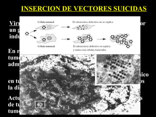 INSERCION DE VECTORES SUICIDAS

Virus defectivos cuyos genes han sido sustituidos por
un gen de selección (neomicina) y otro capaz de
inducir su propia muerte (tk de herpes virus).

En ratas se ha constatado la muerte de las células
tumorales infectadas con retrovirus defectivos al
administrar ganciclovir.
      Humanos: se encuentra en fase de ensayo clínico
en tumores cerebrales produciendo, en algunos casos
la disminución del tumor.
Actualmente se trabajan con promotores específicos
de tumor para evitar la muerte de células no
tumorales.
 