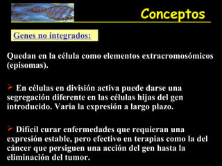 Conceptos
 Genes no integrados:

Quedan en la célula como elementos extracromosómicos
(episomas).

 En células en división activa puede darse una
segregación diferente en las células hijas del gen
introducido. Varia la expresión a largo plazo.

 Difícil curar enfermedades que requieran una
expresión estable, pero efectivo en terapias como la del
cáncer que persiguen una acción del gen hasta la
eliminación del tumor.
 