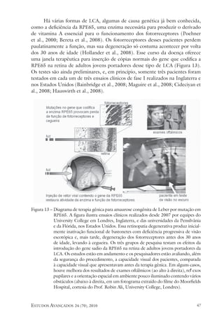 estudos avançados 24 (70), 2010 47
Há várias formas de LCA, algumas de causa genética já bem conhecida,
como a deficiência da RPE65, uma enzima necessária para produzir o derivado
de vitamina A essencial para o funcionamento dos fotorreceptores (Poehner
et al., 2000; Bereta et al., 2008). Os fotorreceptores desses pacientes perdem
paulatinamente a função, mas sua degeneração só costuma acontecer por volta
dos 30 anos de idade (Hollander et al., 2008). Esse curso da doença oferece
uma janela terapêutica para inserção de cópias normais do gene que codifica a
RPE65 na retina de adultos jovens portadores desse tipo de LCA (Figura 13).
Os testes são ainda preliminares, e, em princípio, somente três pacientes foram
testados em cada um de três ensaios clínicos de fase I realizados na Inglaterra e
nos Estados Unidos (Bainbridge et al., 2008; Maguire et al., 2008; Cideciyan et
al., 2008; Hauswirth et al., 2008).
Figura 13 – Diagrama de terapia gênica para amaurose congênita de Leber por mutação em
RPE65. A figura ilustra ensaios clínicos realizados desde 2007 por equipes do
University College em Londres, Inglaterra, e das universidades da Pensilvânia
e da Flórida, nos Estados Unidos. Essa retinopatia degenerativa produz inicial-
mente inativação funcional de bastonetes com deficiência progressiva de visão
escotópica e, mais tarde, degeneração dos fotorreceptores antes dos 30 anos
de idade, levando à cegueira. Os três grupos de pesquisa testam os efeitos da
introdução do gene sadio da RPE65 na retina de adultos jovens portadores da
LCA. Os estudos estão em andamento e os pesquisadores estão avaliando, além
da segurança do procedimento, a capacidade visual dos pacientes, comparada
à capacidade visual que apresentavam antes da terapia gênica. Em alguns casos,
houve melhora dos resultados de exames oftálmicos (ao alto à direita), reflexos
pupilares e a orientação espacial em ambiente pouco iluminado contendo vários
obstáculos (abaixo à direita, em um fotograma extraído do filme do Moorfields
Hospital, cortesia do Prof. Robin Ali, University College, Londres).
 
