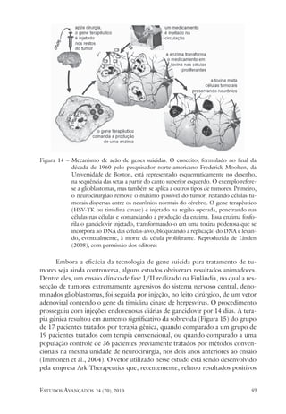 estudos avançados 24 (70), 2010 49
Figura 14 – Mecanismo de ação de genes suicidas. O conceito, formulado no final da
década de 1960 pelo pesquisador norte-americano Frederick Moolten, da
Universidade de Boston, está representado esquematicamente no desenho,
na sequência das setas a partir do canto superior esquerdo. O exemplo refere-
se a glioblastomas, mas também se aplica a outros tipos de tumores. Primeiro,
o neurocirurgião remove o máximo possível do tumor, restando células tu-
morais dispersas entre os neurônios normais do cérebro. O gene terapêutico
(HSV-TK ou timidina cinase) é injetado na região operada, penetrando nas
células nas células e comandando a produção da enzima. Essa enzima fosfo-
rila o ganciclovir injetado, transformando-o em uma toxina poderosa que se
incorpora ao DNA das células-alvo, bloqueando a replicação do DNA e levan-
do, eventualmente, à morte da célula proliferante. Reproduzida de Linden
(2008), com permissão dos editores
Embora a eficácia da tecnologia de gene suicida para tratamento de tu-
mores seja ainda controversa, alguns estudos obtiveram resultados animadores.
Dentre eles, um ensaio clínico de fase I/II realizado na Finlândia, no qual a res-
secção de tumores extremamente agressivos do sistema nervoso central, deno-
minados glioblastomas, foi seguida por injeção, no leito cirúrgico, de um vetor
adenoviral contendo o gene da timidina cinase de herpesvírus. O procedimento
prosseguiu com injeções endovenosas diárias de ganciclovir por 14 dias. A tera-
pia gênica resultou em aumento significativo da sobrevida (Figura 15) do grupo
de 17 pacientes tratados por terapia gênica, quando comparado a um grupo de
19 pacientes tratados com terapia convencional, ou quando comparado a uma
população controle de 36 pacientes previamente tratados por métodos conven-
cionais na mesma unidade de neurocirurgia, nos dois anos anteriores ao ensaio
(Immonen et al., 2004). O vetor utilizado nesse estudo está sendo desenvolvido
pela empresa Ark Therapeutics que, recentemente, relatou resultados positivos
 