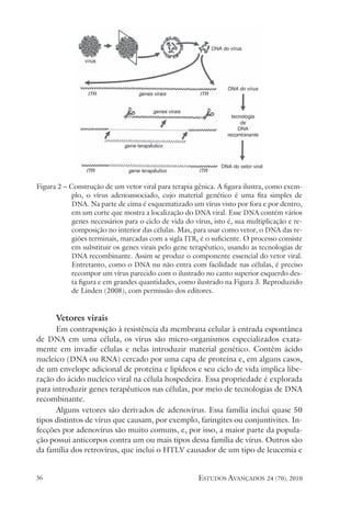 estudos avançados 24 (70), 2010
36
Figura 2 – Construção de um vetor viral para terapia gênica. A figura ilustra, como exem-
plo, o vírus adenoassociado, cujo material genético é uma fita simples de
DNA. Na parte de cima é esquematizado um vírus visto por fora e por dentro,
em um corte que mostra a localização do DNA viral. Esse DNA contém vários
genes necessários para o ciclo de vida do vírus, isto é, sua multiplicação e re-
composição no interior das células. Mas, para usar como vetor, o DNA das re-
giões terminais, marcadas com a sigla ITR, é o suficiente. O processo consiste
em substituir os genes virais pelo gene terapêutico, usando as tecnologias de
DNA recombinante. Assim se produz o componente essencial do vetor viral.
Entretanto, como o DNA nu não entra com facilidade nas células, é preciso
recompor um vírus parecido com o ilustrado no canto superior esquerdo des-
ta figura e em grandes quantidades, como ilustrado na Figura 3. Reproduzido
de Linden (2008), com permissão dos editores.
Vetores virais
Em contraposição à resistência da membrana celular à entrada espontânea
de DNA em uma célula, os vírus são micro-organismos especializados exata-
mente em invadir células e nelas introduzir material genético. Contêm ácido
nucleico (DNA ou RNA) cercado por uma capa de proteína e, em alguns casos,
de um envelope adicional de proteína e lipídeos e seu ciclo de vida implica libe-
ração do ácido nucleico viral na célula hospedeira. Essa propriedade é explorada
para introduzir genes terapêuticos nas células, por meio de tecnologias de DNA
recombinante.
Alguns vetores são derivados de adenovírus. Essa família inclui quase 50
tipos distintos de vírus que causam, por exemplo, faringites ou conjuntivites. In-
fecções por adenovírus são muito comuns, e, por isso, a maior parte da popula-
ção possui anticorpos contra um ou mais tipos dessa família de vírus. Outros são
da família dos retrovírus, que inclui o HTLV causador de um tipo de leucemia e
 