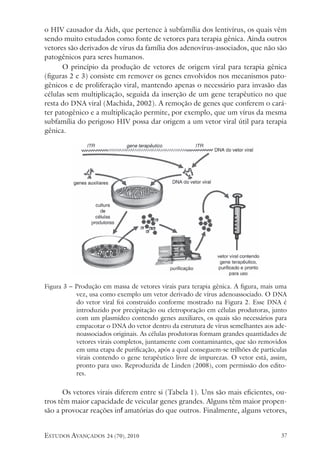estudos avançados 24 (70), 2010 37
o HIV causador da Aids, que pertence à subfamília dos lentivírus, os quais vêm
sendo muito estudados como fonte de vetores para terapia gênica. Ainda outros
vetores são derivados de vírus da família dos adenovírus-associados, que não são
patogênicos para seres humanos.
O princípio da produção de vetores de origem viral para terapia gênica
(figuras 2 e 3) consiste em remover os genes envolvidos nos mecanismos pato-
gênicos e de proliferação viral, mantendo apenas o necessário para invasão das
células sem multiplicação, seguida da inserção de um gene terapêutico no que
resta do DNA viral (Machida, 2002). A remoção de genes que conferem o cará-
ter patogênico e a multiplicação permite, por exemplo, que um vírus da mesma
subfamília do perigoso HIV possa dar origem a um vetor viral útil para terapia
gênica.
Figura 3 – Produção em massa de vetores virais para terapia gênica. A figura, mais uma
vez, usa como exemplo um vetor derivado de vírus adenoassociado. O DNA
do vetor viral foi construído conforme mostrado na Figura 2. Esse DNA é
introduzido por precipitação ou eletroporação em células produtoras, junto
com um plasmídeo contendo genes auxiliares, os quais são necessários para
empacotar o DNA do vetor dentro da estrutura de vírus semelhantes aos ade-
noassociados originais. As células produtoras formam grandes quantidades de
vetores virais completos, juntamente com contaminantes, que são removidos
em uma etapa de purificação, após a qual conseguem-se trilhões de partículas
virais contendo o gene terapêutico livre de impurezas. O vetor está, assim,
pronto para uso. Reproduzida de Linden (2008), com permissão dos edito-
res.
Os vetores virais diferem entre si (Tabela 1). Uns são mais eficientes, ou-
tros têm maior capacidade de veicular genes grandes. Alguns têm maior propen-
são a provocar reações inflamatórias do que outros. Finalmente, alguns vetores,
 