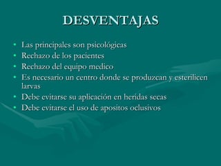 DESVENTAJAS Las principales son psicológicas Rechazo de los pacientes Rechazo del equipo medico Es necesario un centro donde se produzcan y esterilicen larvas  Debe evitarse su aplicación en heridas secas Debe evitarse el uso de apositos oclusivos 