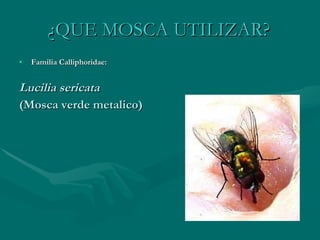 ¿QUE MOSCA UTILIZAR? Familia Calliphoridae: Lucilia sericata   (Mosca verde metalico) 