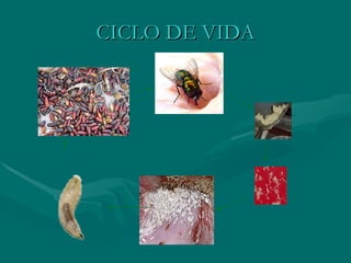 CICLO DE VIDA 